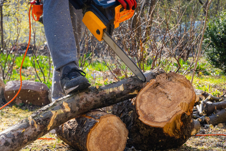 Prawidłowe postępowanie przed rozpoczęciem wycinania drzew - co trzeba wiedzieć?