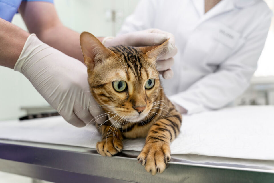 Karmienie kota z problemami nerkowymi – jak odpowiednio dobrać dietę?