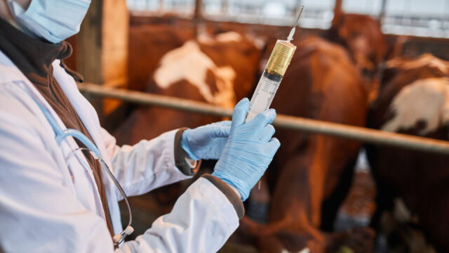 Kiedy najlepiej podawać szczepionki u młodego bydła?
