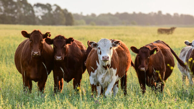 Objawy nieprawidłowego odżywiania się bydła