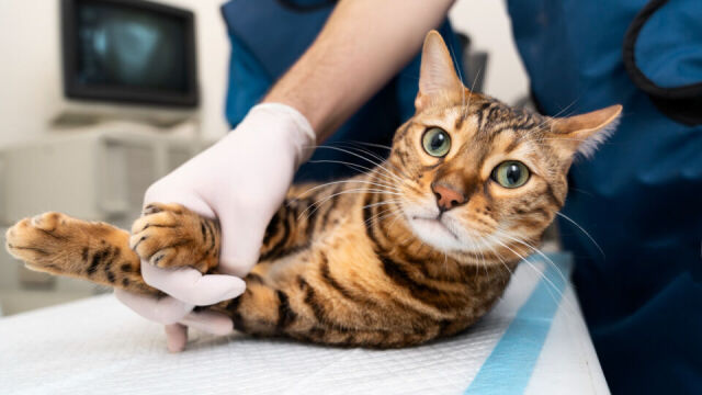 Jak często powinniśmy robić badania profilaktyczne u naszego kota?