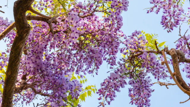 Korzeniowe arcydzieła natury - najpopularniejsze drzewa bonsai