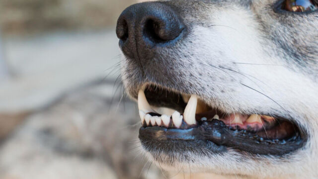 Prawidłowe odżywianie dla zdrowych zębów u psa