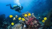 Nurkowanie a ekologia – jak dbać o środowisko podwodne i dlaczego jest to tak ważne